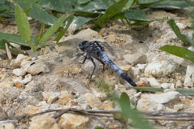 Black-tailed Skimmer  - Katarzyna Matusik