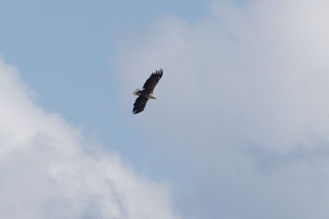 White-tailed Eagle  - Katarzyna Matusik