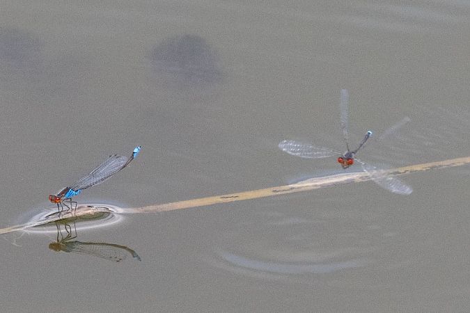 Naïade au corps vert  - Katarzyna Matusik