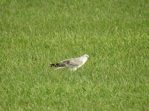 błotniak stepowy  - Grzegorz Lorek