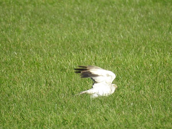 błotniak stepowy  - Grzegorz Lorek