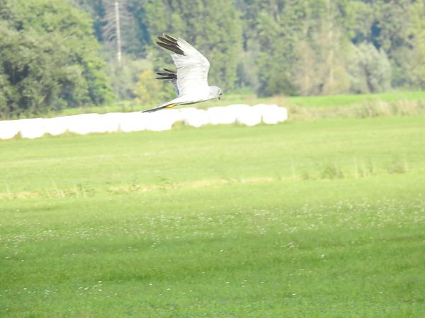 błotniak stepowy  - Grzegorz Lorek