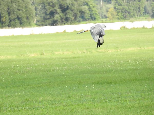 błotniak stepowy  - Grzegorz Lorek