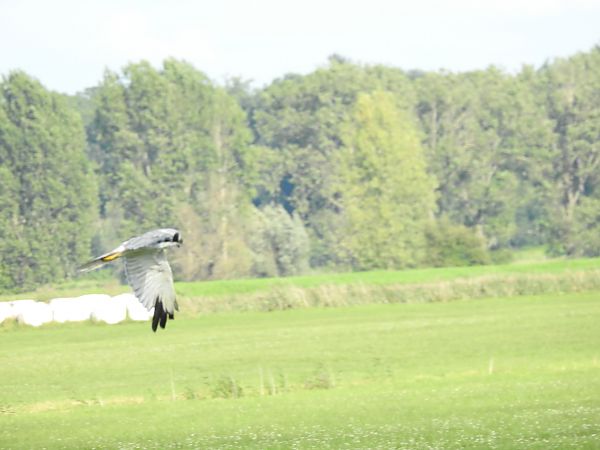 błotniak stepowy  - Grzegorz Lorek