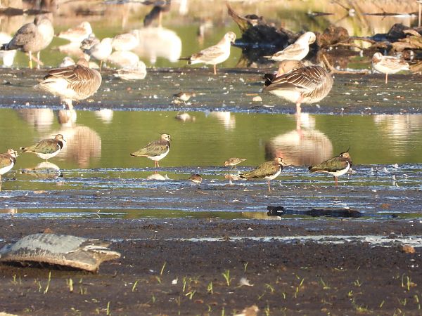 biegus mały  - Grzegorz Lorek