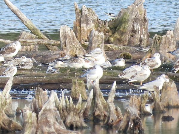 mewa czarnogłowa  - Grzegorz Lorek
