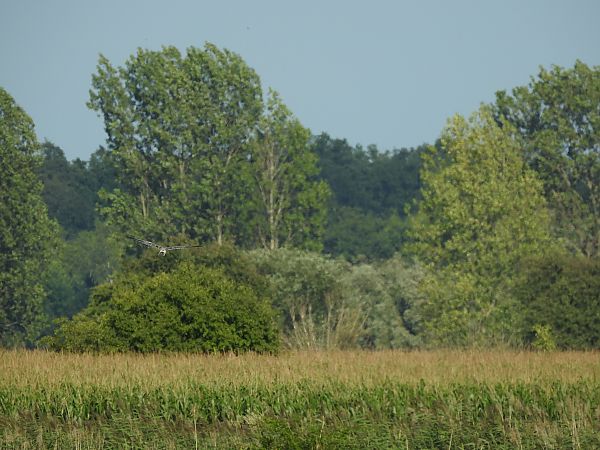 Wiesenweihe  - Grzegorz Lorek