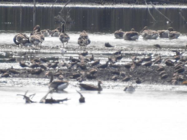 szablodziób  - Grzegorz Lorek