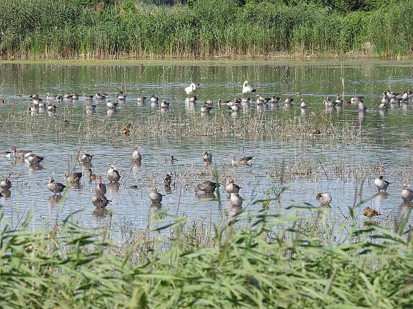 łabędź krzykliwy  - Grzegorz Lorek