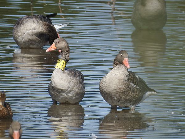 Graugans  - Grzegorz Lorek