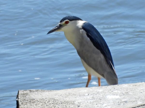 ślepowron 