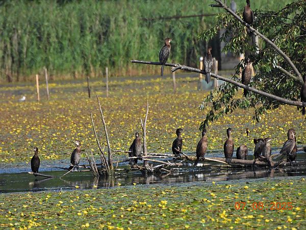 kormoran mały 