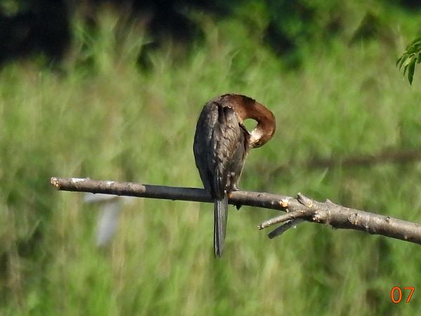 kormoran mały 