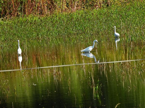 czapla nadobna 