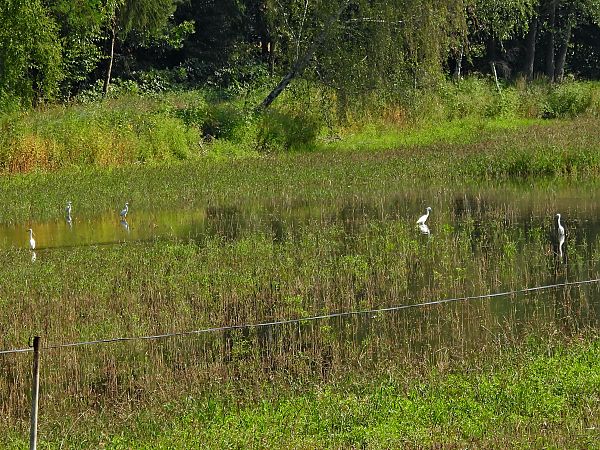 Seidenreiher 