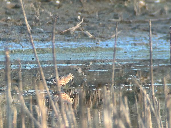 Sichelstrandläufer  - Sławomir Karpicki