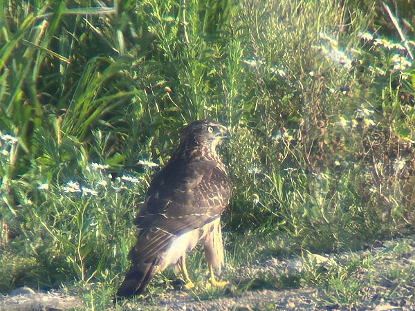 Habicht  - Sławomir Karpicki