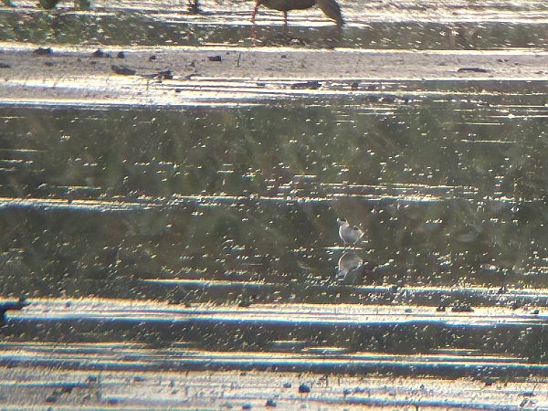 płatkonóg szydłodzioby  - Sławomir Karpicki