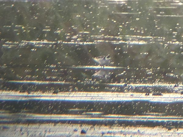 Phalarope à bec étroit  - Sławomir Karpicki