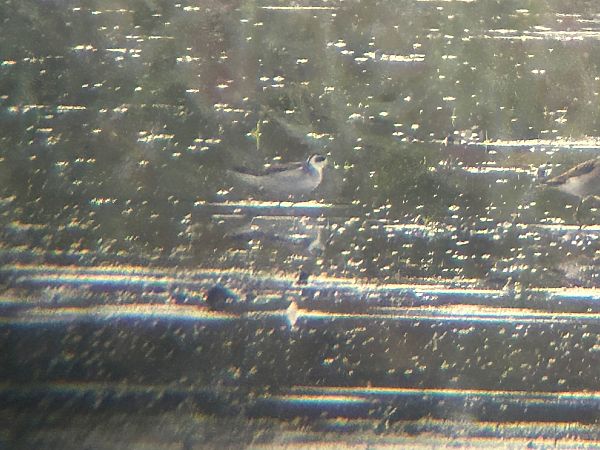 Phalarope à bec étroit  - Sławomir Karpicki