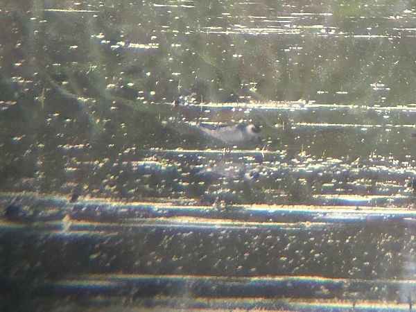 Odinshühnchen  - Sławomir Karpicki