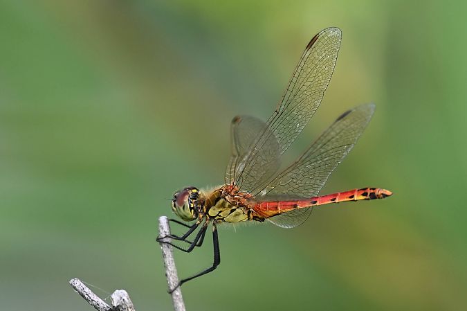 szablak przypłaszczony  - Daniel Stasiowski