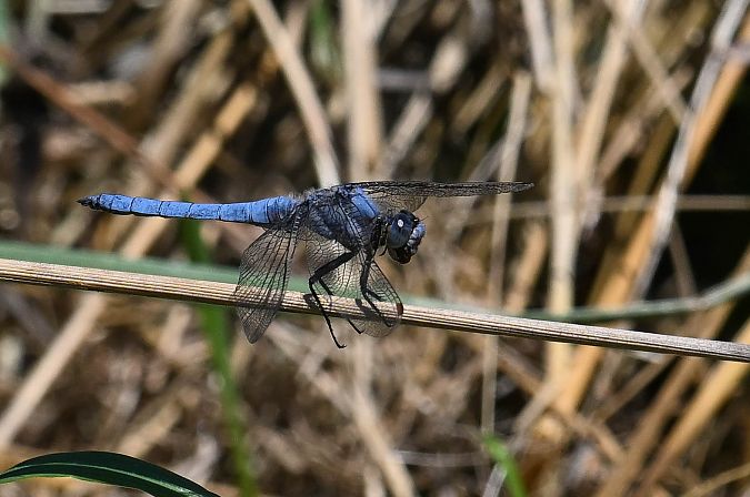 lecicha południowa  - Daniel Stasiowski