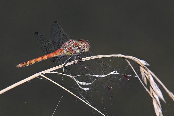 Große Heidelibelle  - Daniel Stasiowski