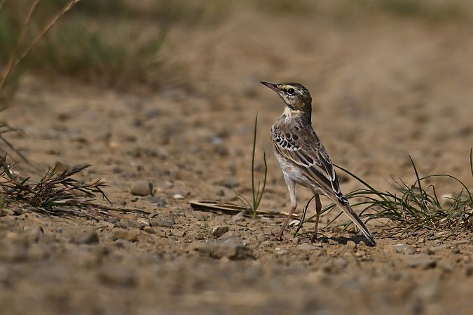 Pipit rousseline  - Daniel Stasiowski
