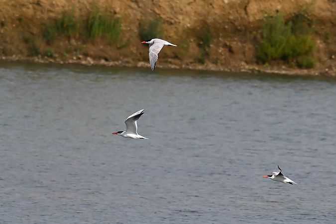 Caspian Tern  - Daniel Stasiowski