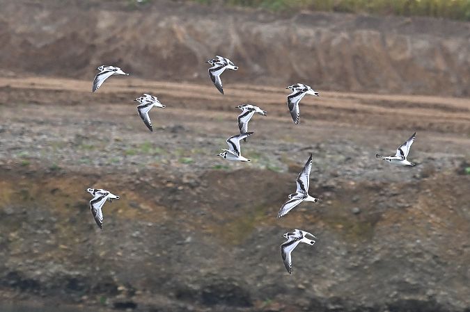Little Gull  - Daniel Stasiowski