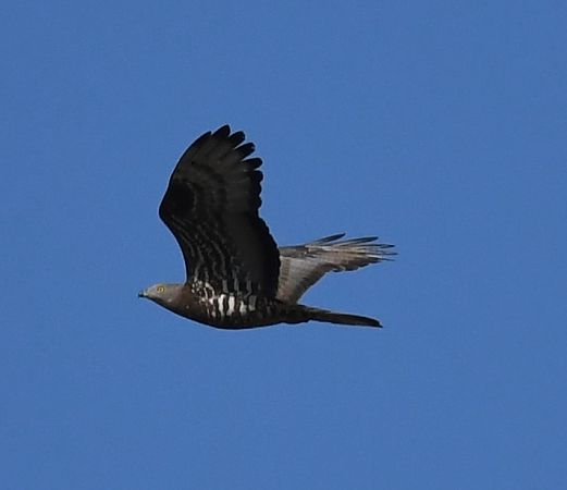Wespenbussard  - Maciej Zengel
