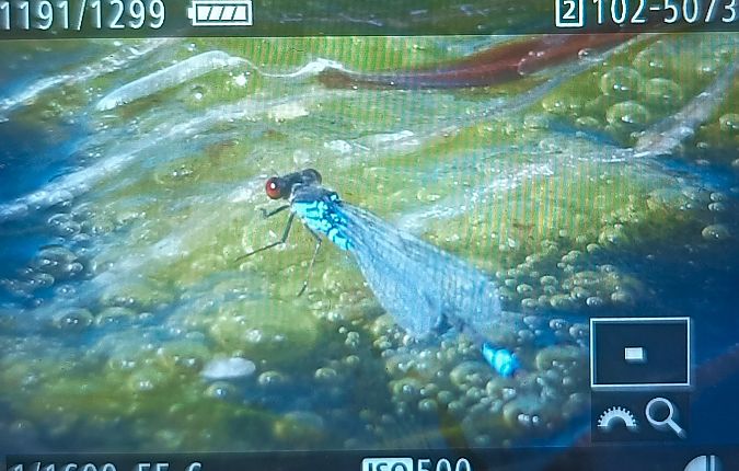 Kleines Granatauge  - Michał Polakowski