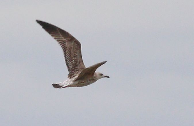 Mittelmeermöwe  - Michał Polakowski