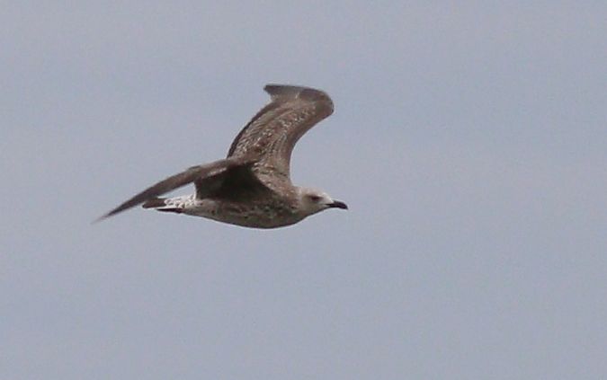 mewa romańska  - Michał Polakowski