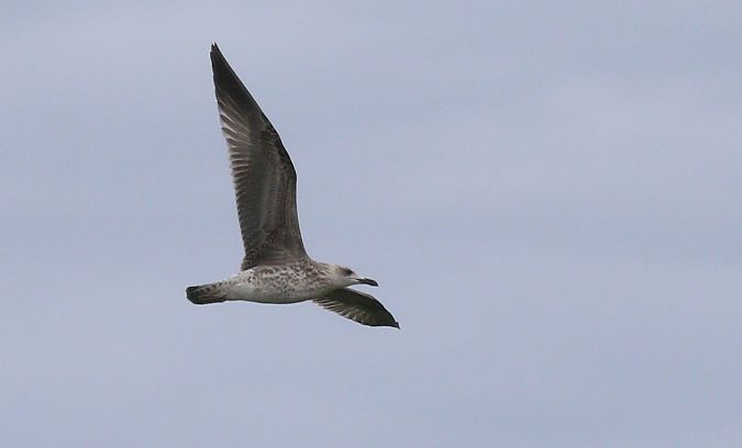 Goéland leucophée  - Michał Polakowski