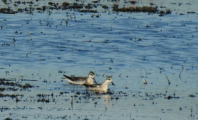 Odinshühnchen  - Magdalena Traciłowska