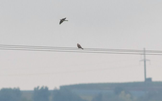 Red-footed Falcon  - Ireneusz Nikiel