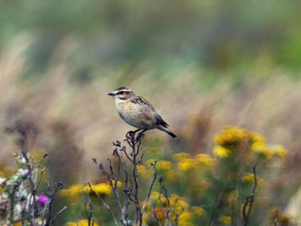 Whinchat  - Andrzej Tarasiuk