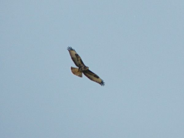 Common Buzzard  - Andrzej Tarasiuk