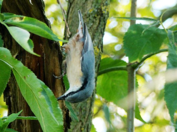 Eurasian Nuthatch  - Andrzej Tarasiuk