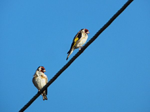 European Goldfinch  - Andrzej Tarasiuk