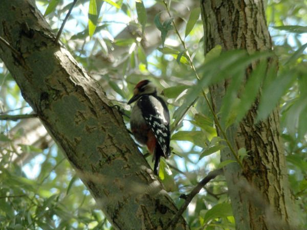 Great Spotted Woodpecker  - Andrzej Tarasiuk