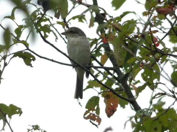 Red-backed Shrike  - Andrzej Tarasiuk