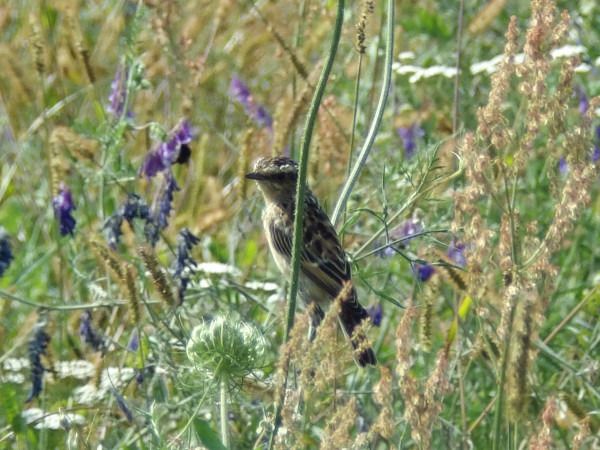 Whinchat  - Andrzej Tarasiuk