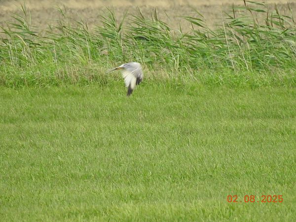 Pallid Harrier  - Roman Kempa