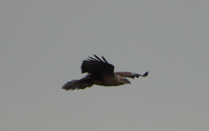 Long-legged Buzzard  - Remigiusz Chlewicki