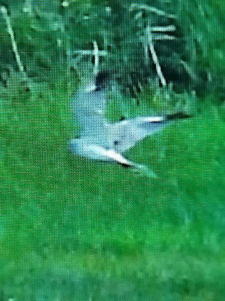 Pallid Harrier  - Piotr Lewandowski