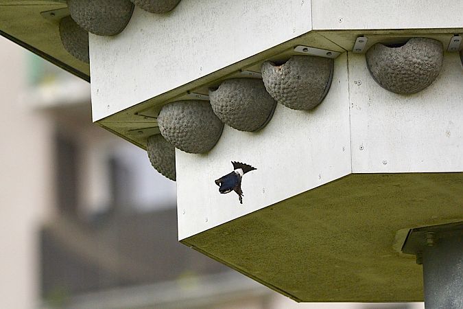 Western House Martin  - Hanna Żelichowska