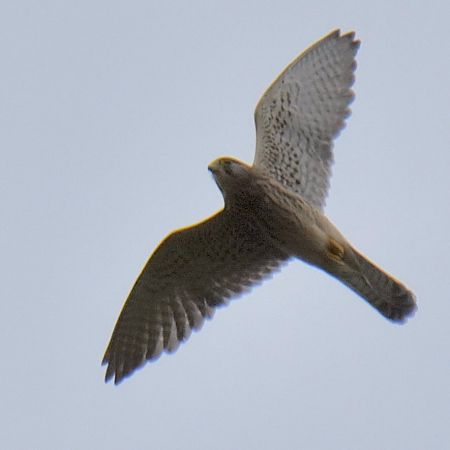 Common Kestrel  - Hanna Żelichowska